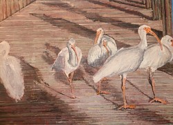 Ibis18x24OilOnBoard.jpg