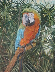 Parrot30x20OilOnCanvas.jpg